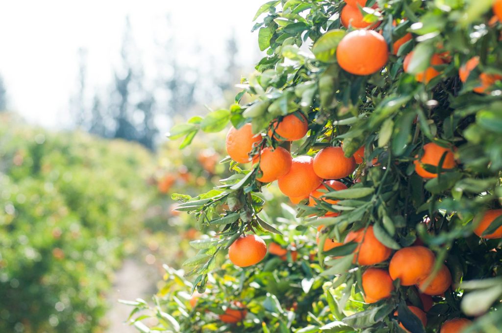 Bright oranges ripening on a citrus tree under glass