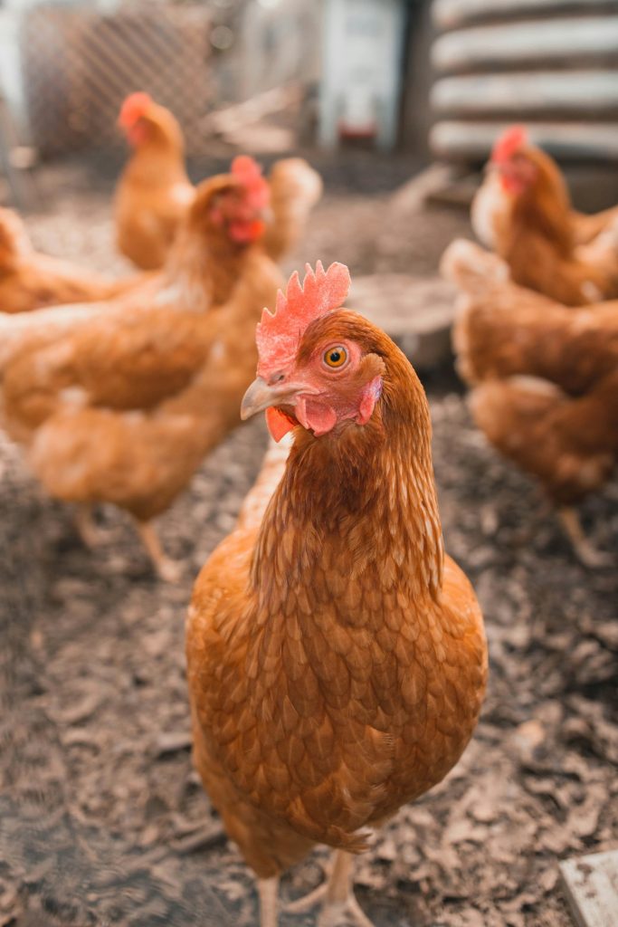 Brown backyard hens foraging together in the grass