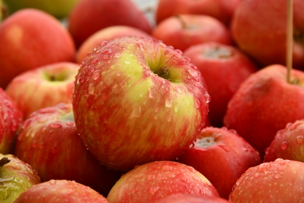 Ripe red apples glistening after rain