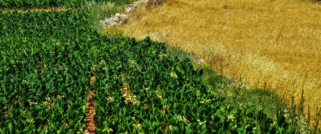 A field where cultivated green rows meet golden pasture